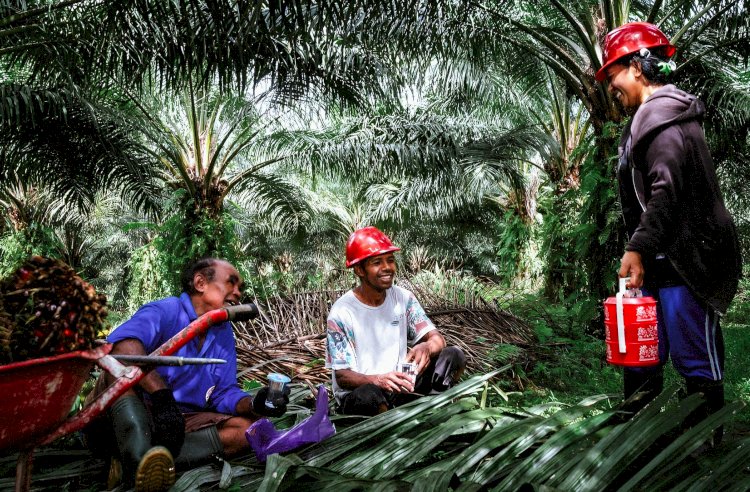 Kontribusi Besar Industri Perkebunan Kelapa Sawit Terhadap Aspek Ketenagakerjaan