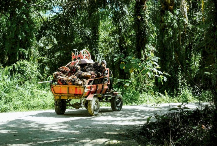6 Keunggulan Minyak Sawit sebagai Kebutuhan Penting bagi Masyarakat Dunia