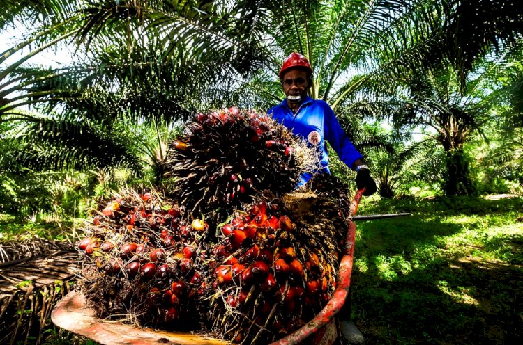 Kontribusi Besar Industri Sawit Terhadap Pembiayaan Fiskal Nasional