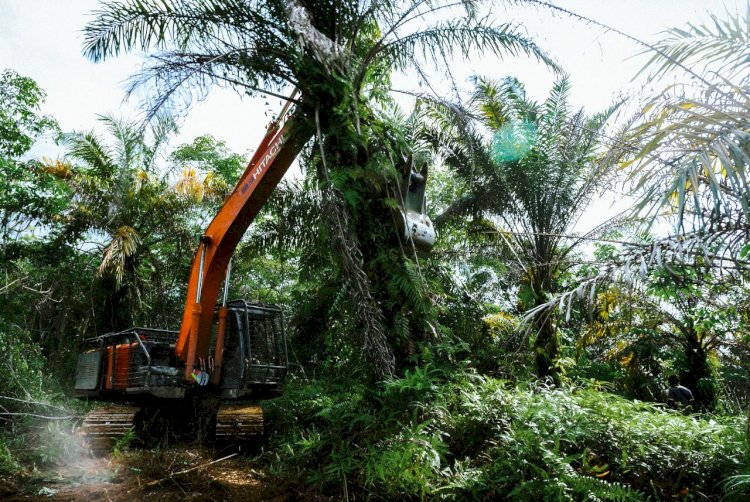 Gula Merah Sawit, Produk Hilirisasi yang Mendukung Kebutuhan Pokok Masyarakat