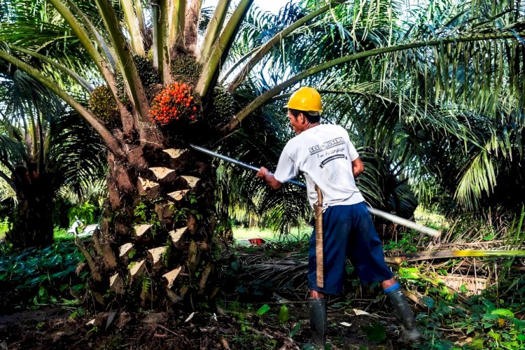 Hasil Riset Buktikan Bahwa Minyak Sawit Paling Sustainable Dibandingkan Minyak Nabati Lain