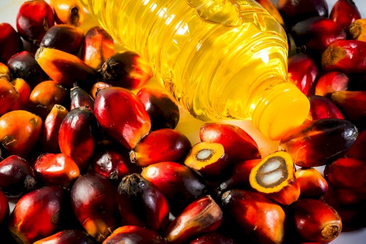 Hidup Berdampingan dengan Sawit: No Palm Oil, No Life!