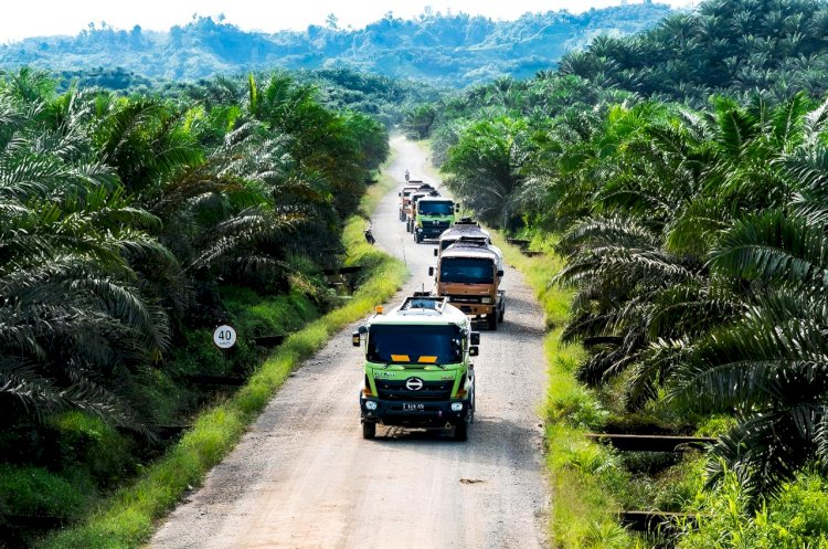 Mencermati Perkebunan Kelapa Sawit Indonesia yang Sangat Strategis!