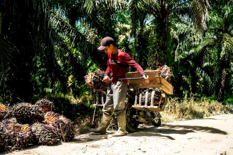 Kontribusi Signifikan Perkebunan Sawit Rakyat Terhadap Ekonomi Makro Negara