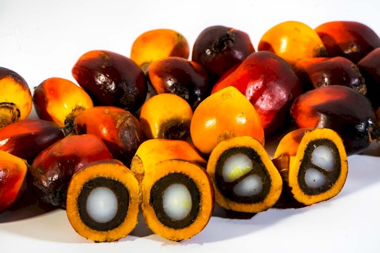 Produk Turunan Sawit Memiliki Banyak Manfaat bagi Kesehatan Kulit