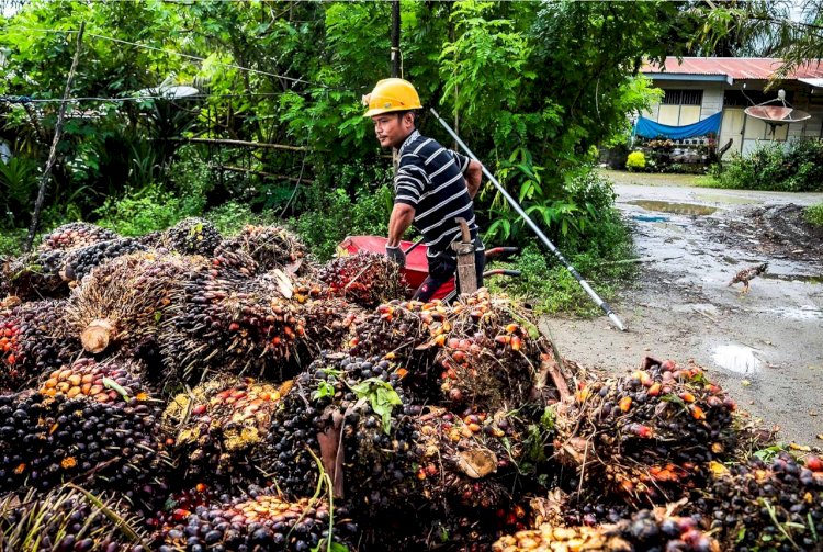 Mengenal Kontribusi Besar Industri Sawit Terhadap Distribusi Perekonomian Dunia