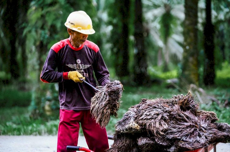 Potensi Tandan Kosong Kelapa Sawit Menjadi Bioplastik dan Semen