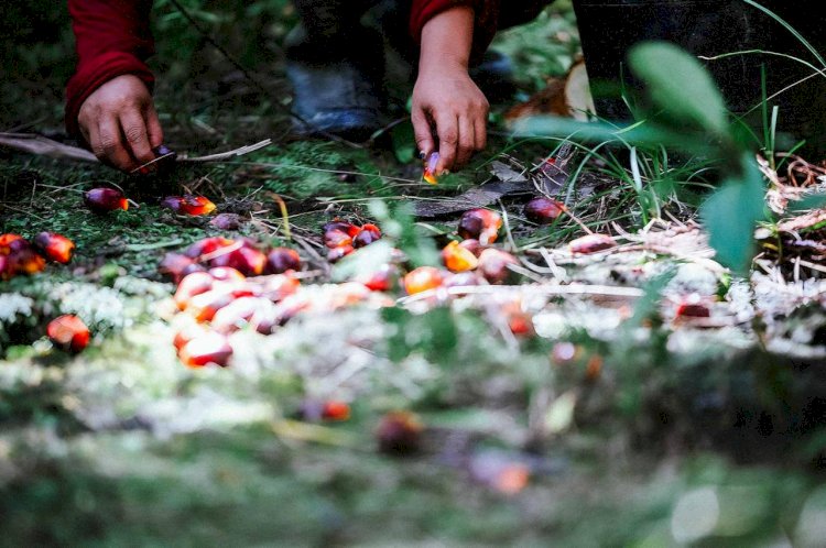 Melihat Penting dan Signifikannya Peran Sawit bagi Masyarakat Dunia