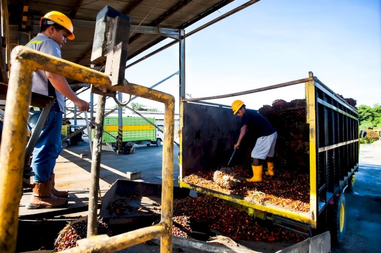 Strategi Hadapi Dampak Kebijakan DFP oleh Uni Eropa Terhadap Komoditas Kelapa Sawit Indonesia