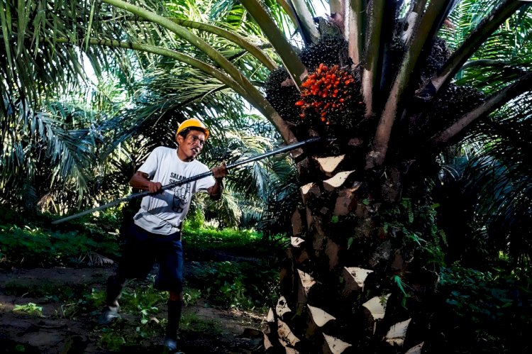 Mengoptimalisasi Pengunaan Palm Acid Oil sebagai Bahan Baku Biodiesel untuk Industri Sawit