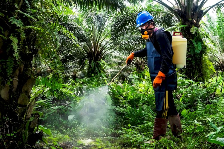 Meningkatkan Efikasi Fungisida Organik Ganor Guna Melawan Penyakit Busuk Pangkal Batang