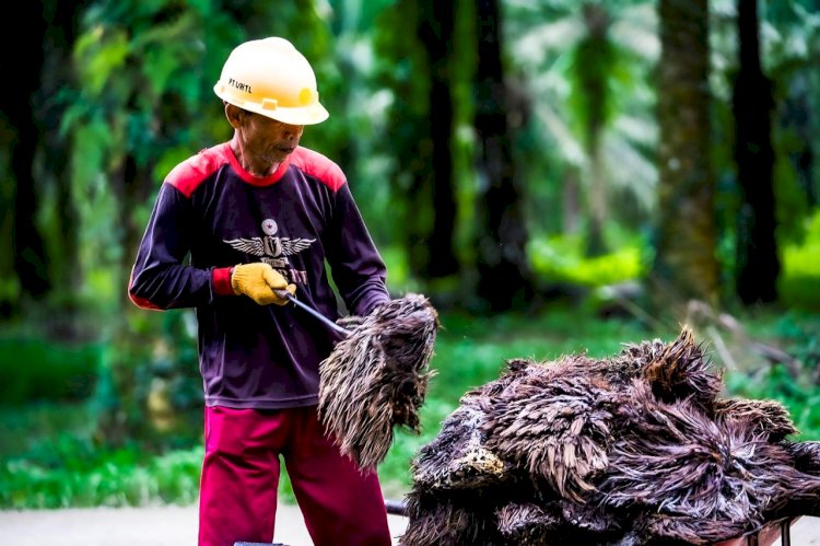 Paper Bag Biodegradable dari Pulp Tandan Kosong Kelapa Sawit Jadi Inovasi Ramah Lingkungan