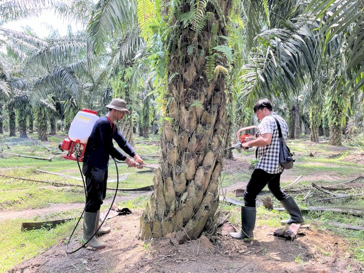 Meningkatkan Efikasi Fungisida Organik Ganor Guna Melawan Penyakit Busuk Pangkal Batang