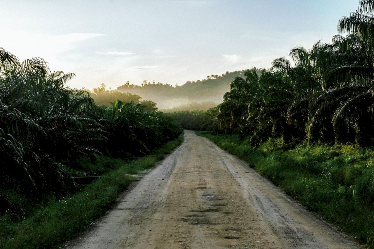 Tanah Leluhur Kelapa Sawit, Bagaimana Konsumsi Minyak Sawit di Kawasan Afrika?