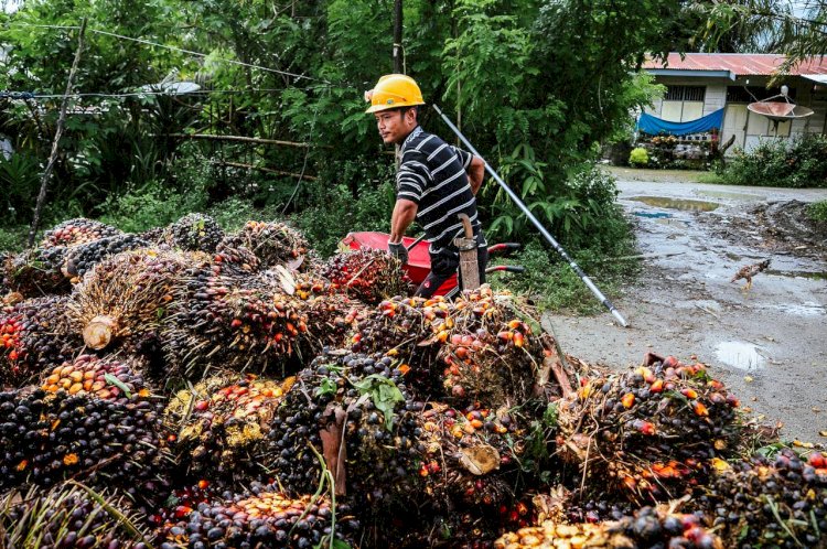 Bagaimana Kontribusi Minyak Sawit dalam Pangsa Konsumsi di China?