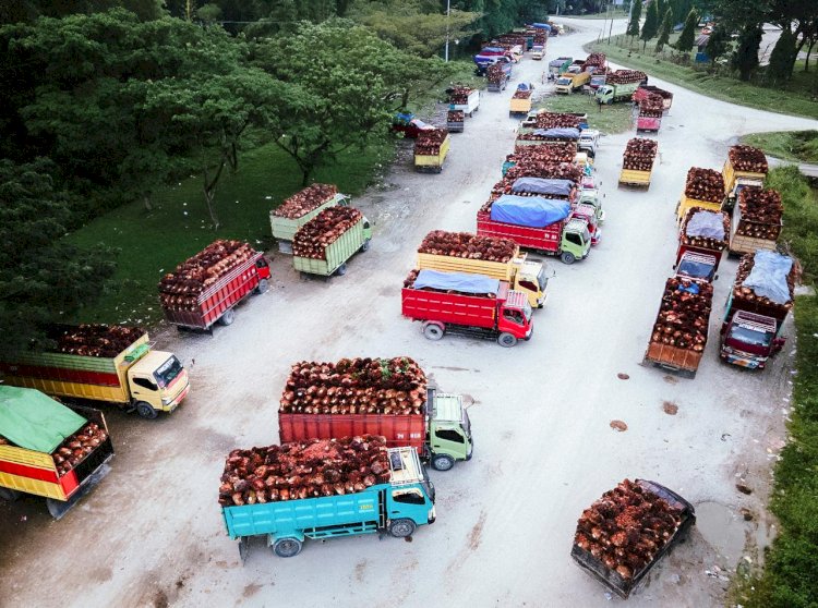 Kontribusi Minyak Sawit di Kawasan Amerika Utara dan Manfaat yang Dibagikan