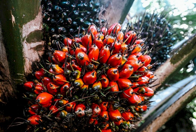 Peran Strategis Industri Sawit dalam Mendukung Ketahanan Pangan dan Energi Nasional