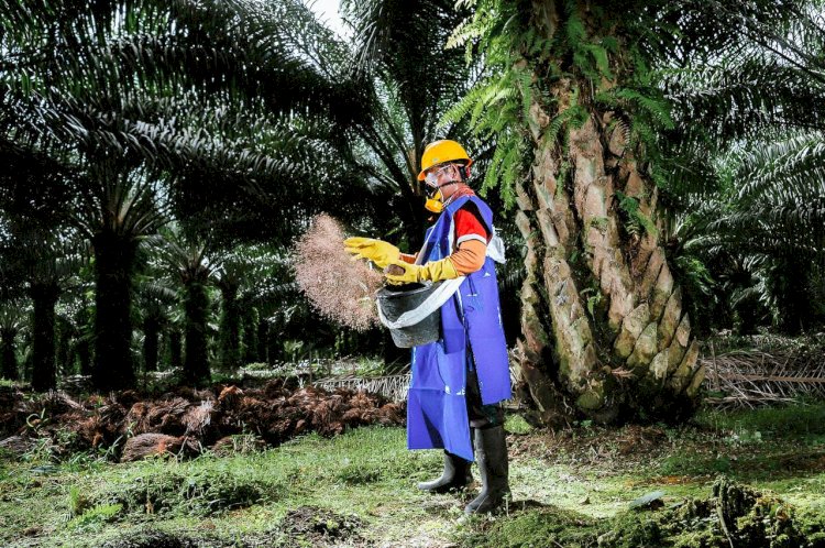 Inovasi Pengendalian Ganoderma Guna Selamatkan Masa Depan Sawit Indonesia
