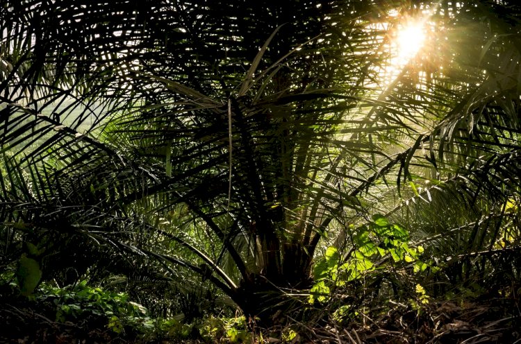 Keberlanjutan Ekonomi dan Inklusivitas yang Dihasilkan Industri Perkebunan Sawit
