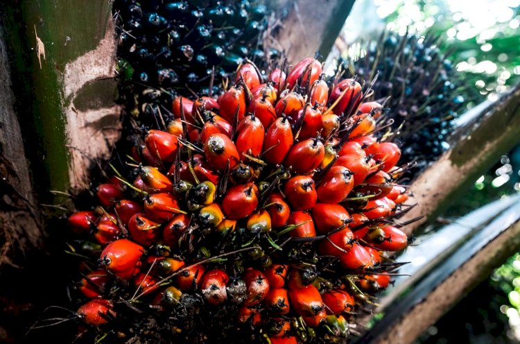 Hilirisasi Menjadi Masa Depan Industri Sawit Nasional