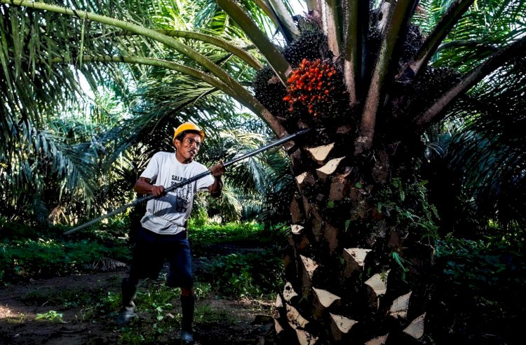 Industri Kelapa Sawit yang Sustainable Bisa Jadi Solusi Keberlanjutan Dunia