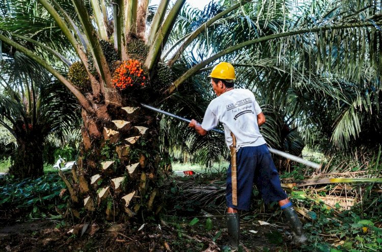 Peran Strategis Industri Minyak Sawit Nasional