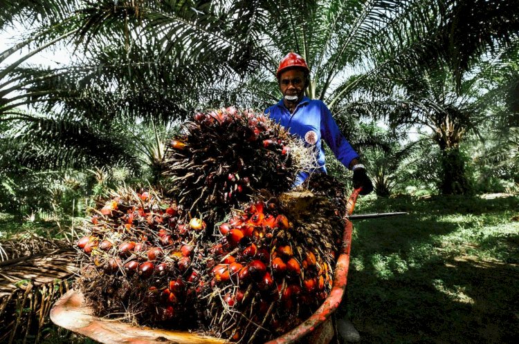 Peran Strategis Industri Sawit dalam Pengentasan Kemiskinan