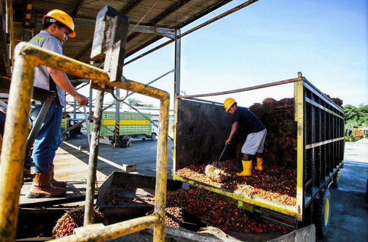 Potensi Bahan Baku SAF Sawit di Indonesia
