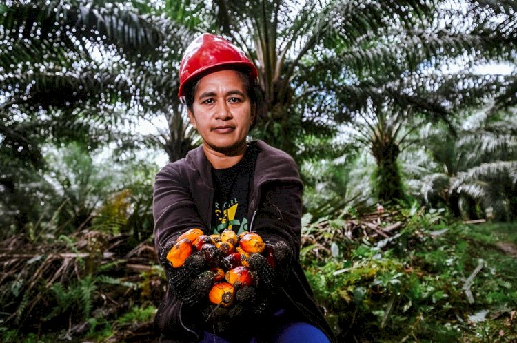 Kelapa Sawit Mengubah Petani Miskin Menjadi Pengusaha
