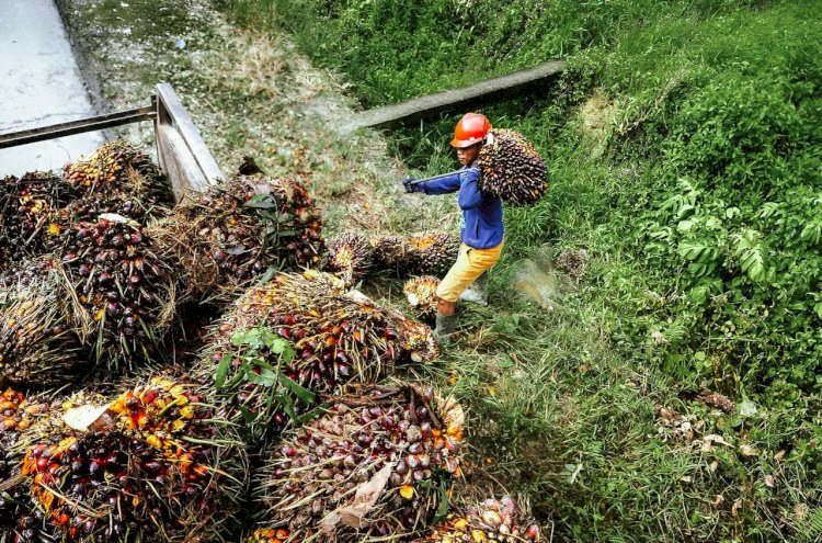 Kontribusi Industri Kelapa Sawit Terhadap Ekonomi Sumatera Selatan