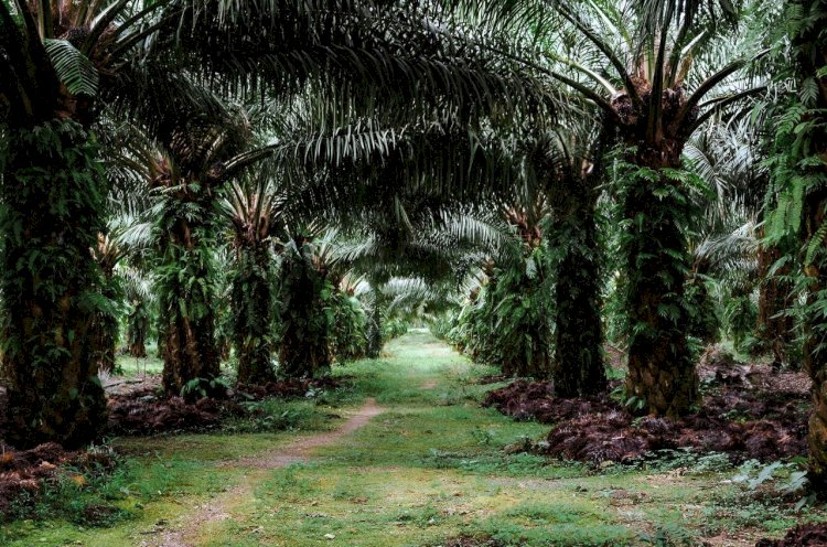 Tanaman Zero Waste, Semua Bagian Kelapa Sawit Punya Manfaat