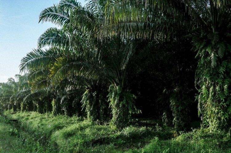 Kelapa Sawit sebagai Tanaman Penyerap Karbon Terbaik di Dunia