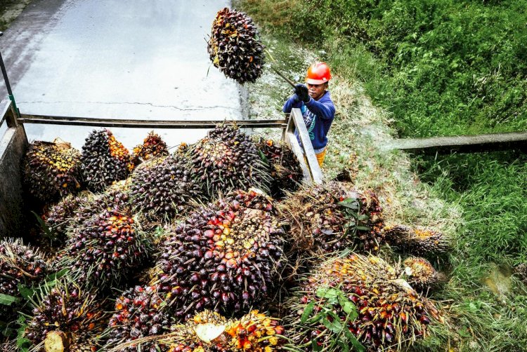 Mengenal Dimensi Manfaat Ekonomi Kelapa Sawit yang Berkelanjutan