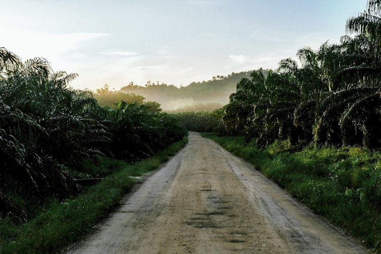 Perkebunan Kelapa Sawit sebagai Bioreaktor Alamiah