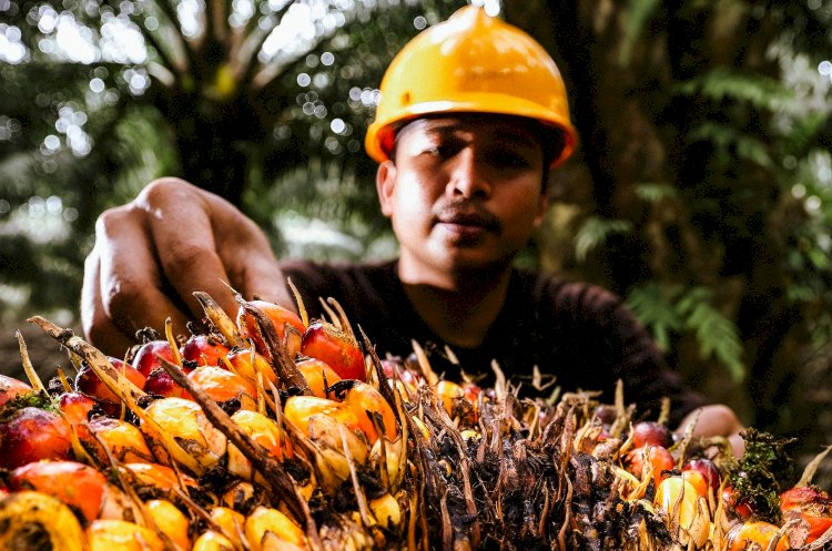 Mengenal Tiga Kelompok Produk Perkebunan Kelapa Sawit