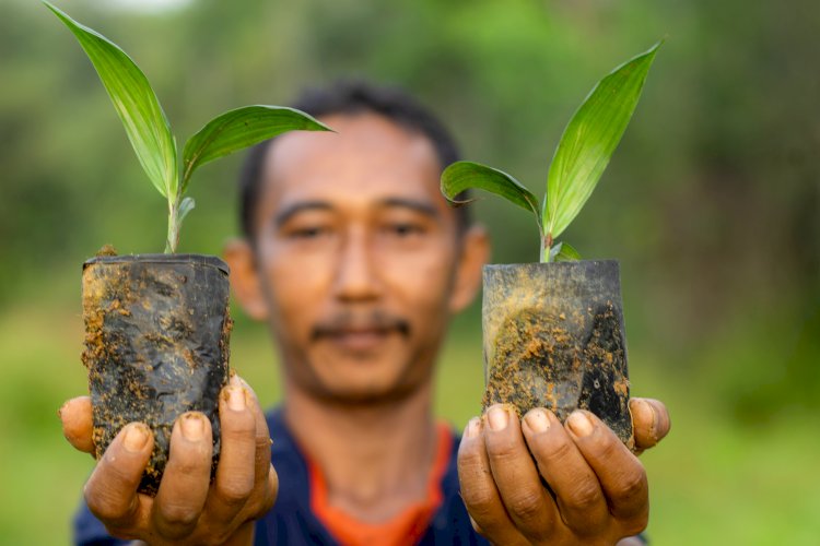Revitalisasi Peran Perkebunan Kelapa Sawit Rakyat