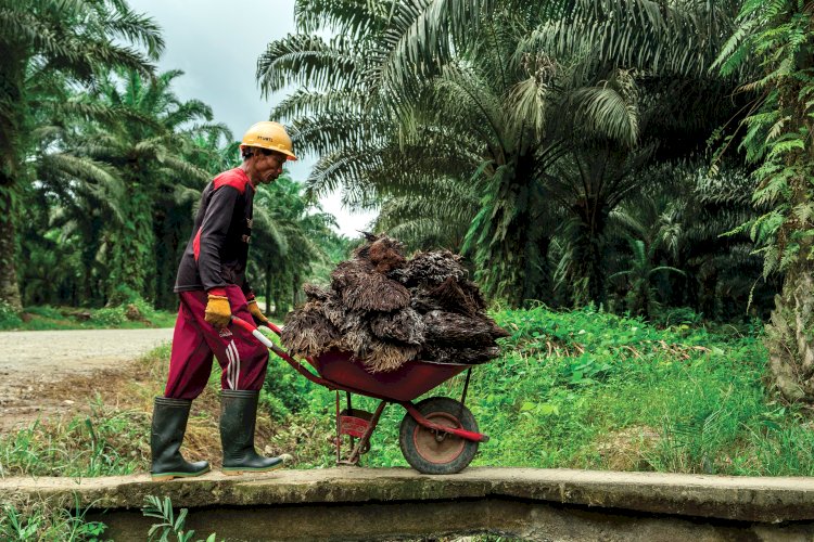 Prospek Pasar Bioemulsifier Sawit