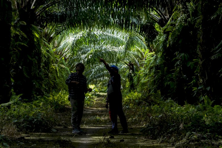 Potensi Besar Bioemulsifier Sawit