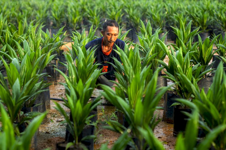 Meningkatkan Produktivitas Perkebunan Sawit Rakyat