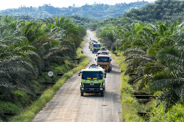 Perkembangan Positif Devisa Sawit di Indonesia