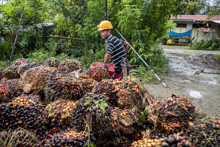 Keunggulan Minyak Sawit dalam Keterjangkauan Pangan