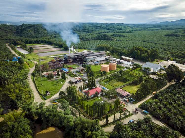 Kontribusi Positif Industri Kelapa Sawit dalam Ekonomi Hijau