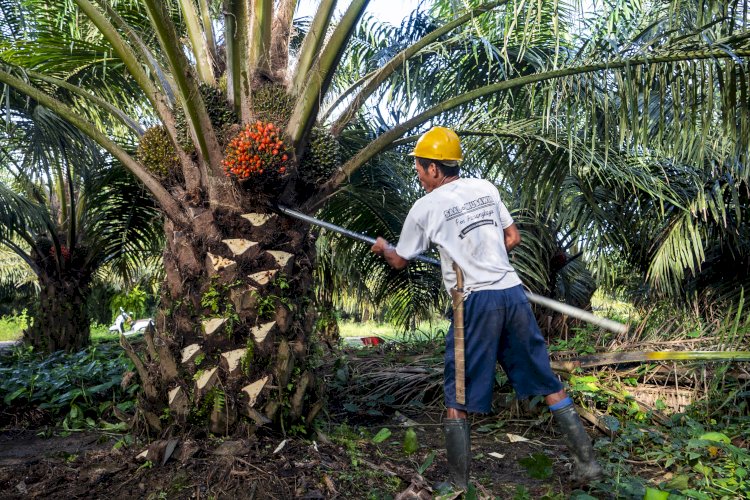 Mengenal Aspek Keberlanjutan Minyak Sawit