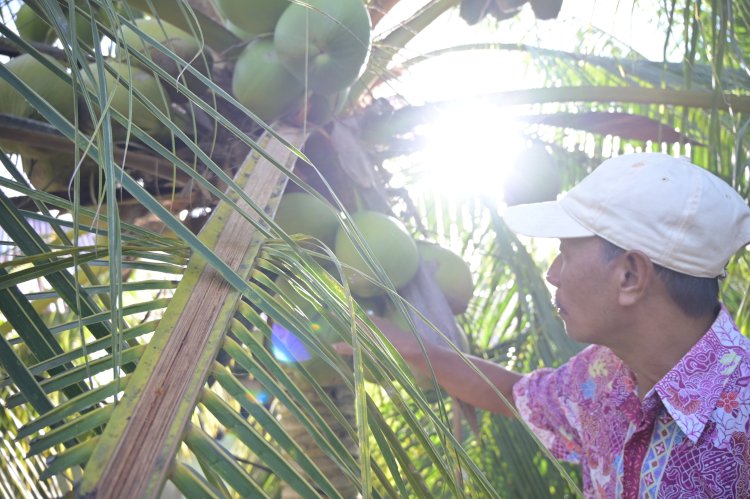 Mengangkat Pamor Kelapa Bido: Peran BPDP dalam Mendorong Produktivitas Perkebunan Kelapa di Kabupaten Pulau Morotai