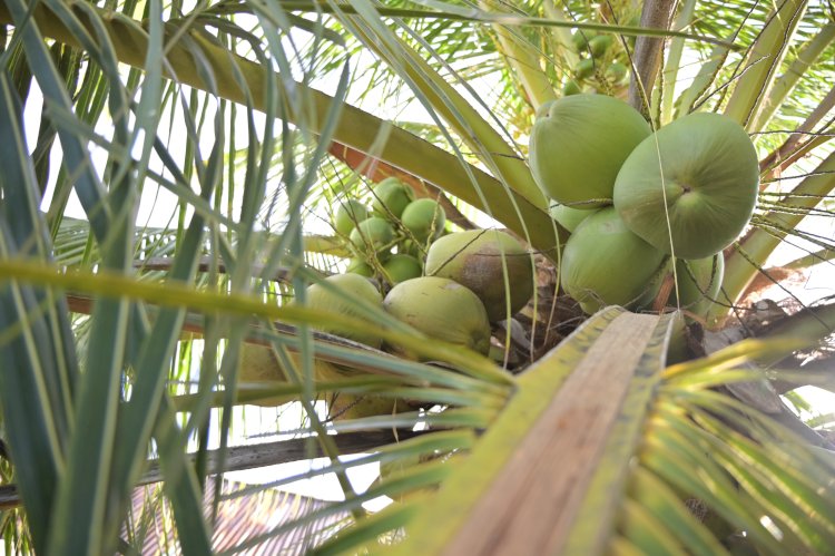 Primadona Endemik dari Morotai Kelapa Bido yang Bersinar
