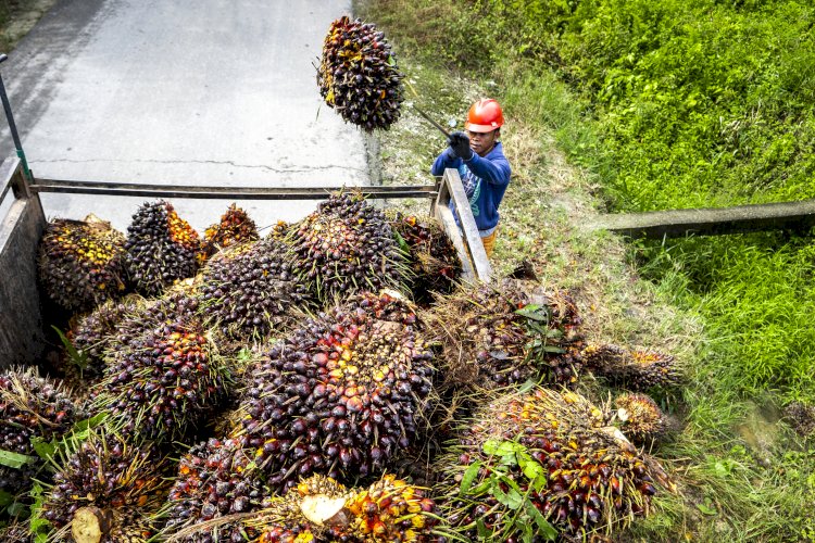 Beragam Inovasi Pemanfaatan Biomassa Kelapa Sawit