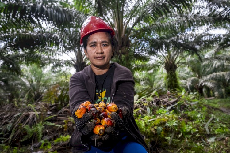 Lima Keunggulan Biomassa Kelapa Sawit