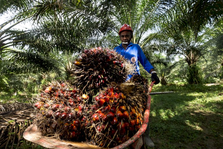 Beragam Manfaat Biomassa Kelapa Sawit