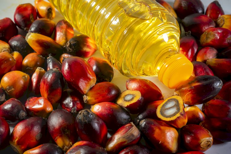 Kontribusi Minyak Sawit Terhadap Pendapatan dan Lapangan Kerja di India