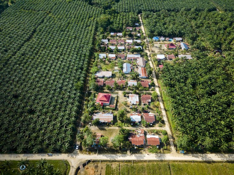 Kontribusi Industri Sawit dalam Pilar Pembangunan Lingkungan